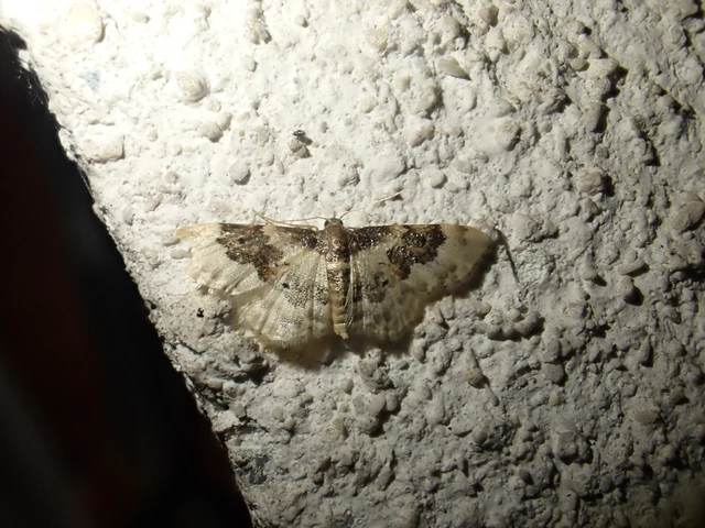 Idaea rusticata - tarka apróaraszoló