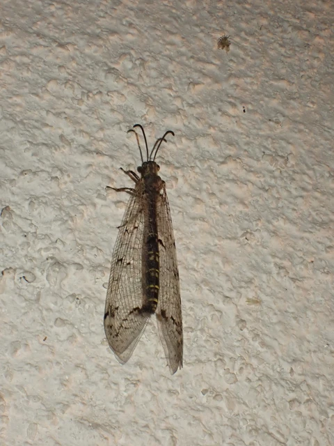 Distoleon tetragrammicus - négyfoltos hangyaleső Distoleon tetragrammicus - négyfoltos hangyaleső