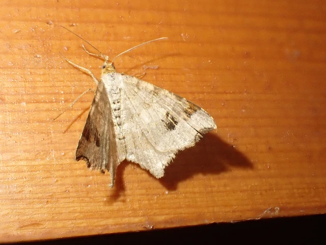 Macaria alternata - közönséges szürkearaszoló