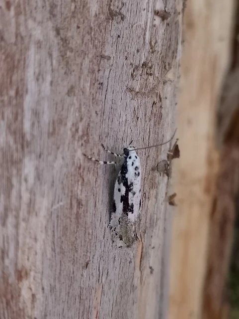 Microlepidoptera - Molylepkék