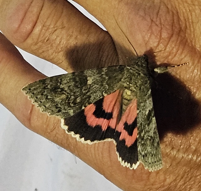 Catocala nupta - piros övesbagoly