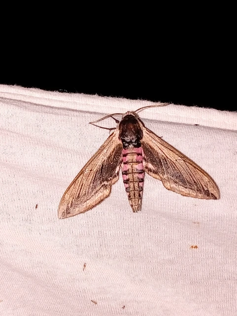 Sphinx ligustri - fagyalszender