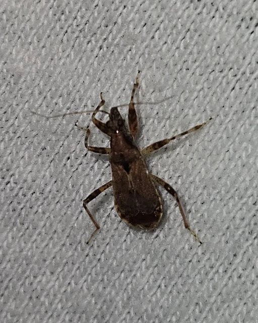 Nabidae - tolvajpoloskák