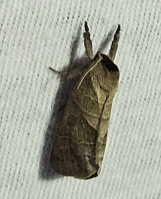 Clostera anastomosis - barna levélszövő
