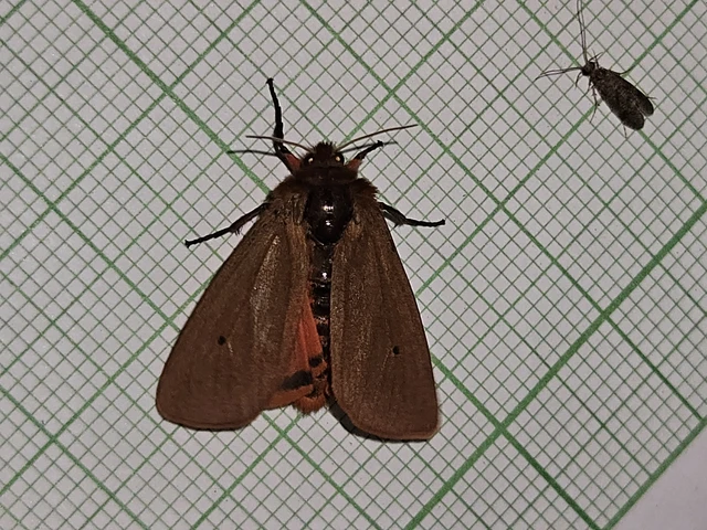 Phragmatobia fuliginosa - füstös medvelepke