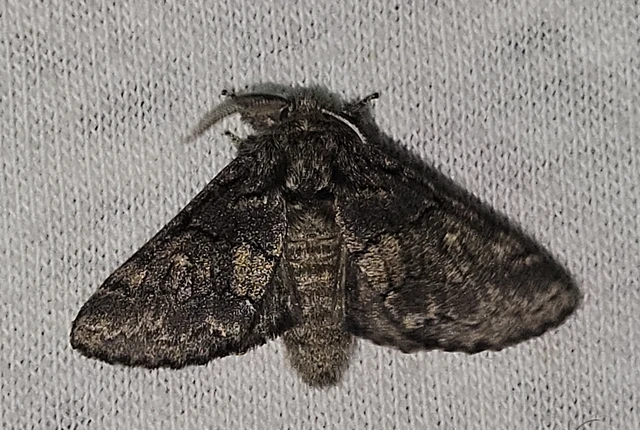 Gluphisia crenata - kormos púposszövő