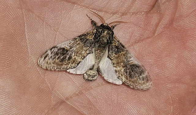 Notodonta tritophus - tarajos púposszövő