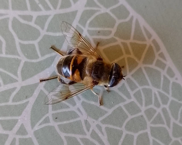Diptera - Kétszárnyúak