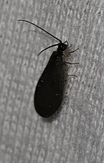 Trichoptera - Tegzesek