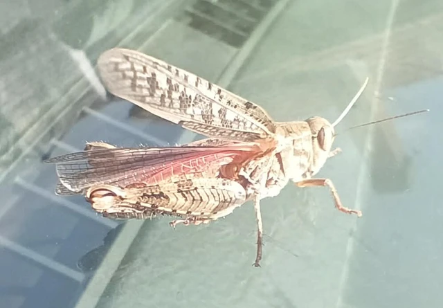 Calliptamus italicus - olaszsáska