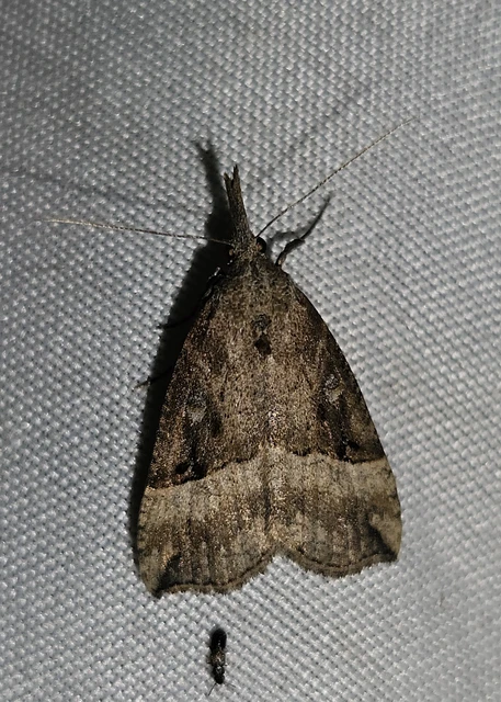 Hypena rostralis - közönséges karcsúbagoly