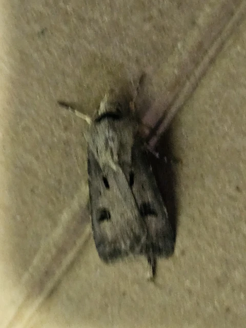 Agrotis exclamationis - felkiáltójeles földibagoly