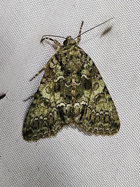 Polyphaenis sericata - selyemfényű erdeibagoly