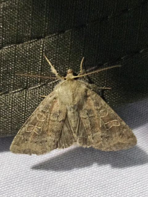 Parastichtis suspecta - sötét erdeibagoly