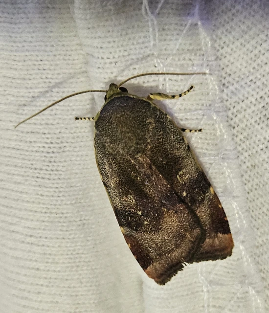 Noctua janthe/janthina