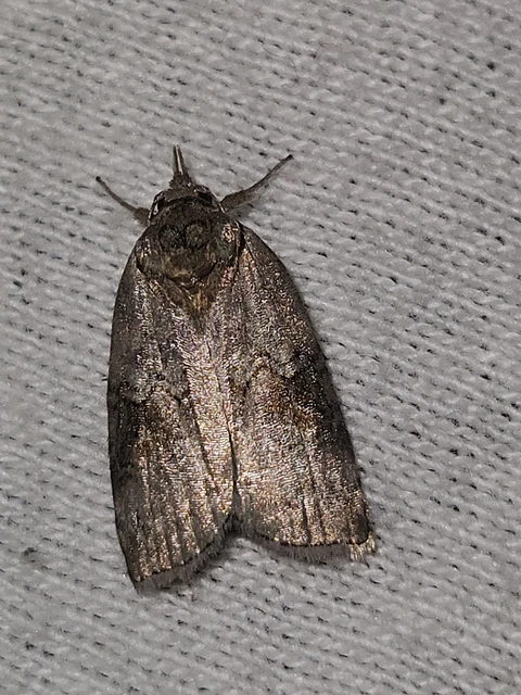 Nycteola asiatica - nyárfa-trapézbagoly