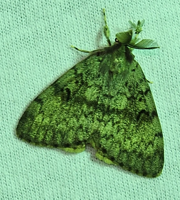 Lymantria dispar - gyapjaslepke