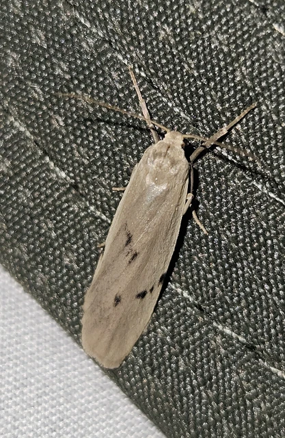 Pelosia muscerda - hamvas zuzmószövő