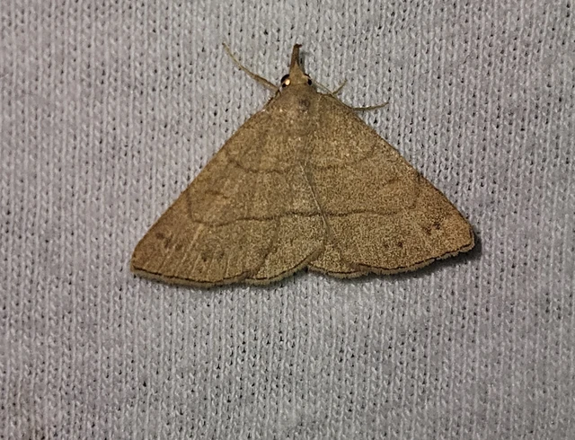 Paracolax tristalis - sárgás karcsúbagoly