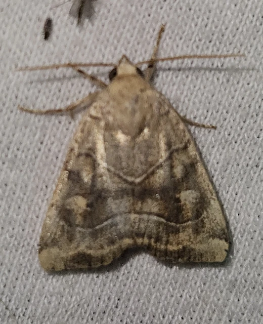 Cosmia trapezina - közönséges lombbagoly