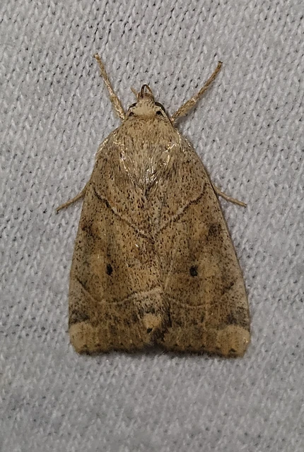 Cosmia trapezina - közönséges lombbagoly