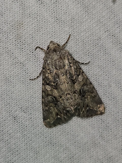 Hadula trifolii - lóherebagoly