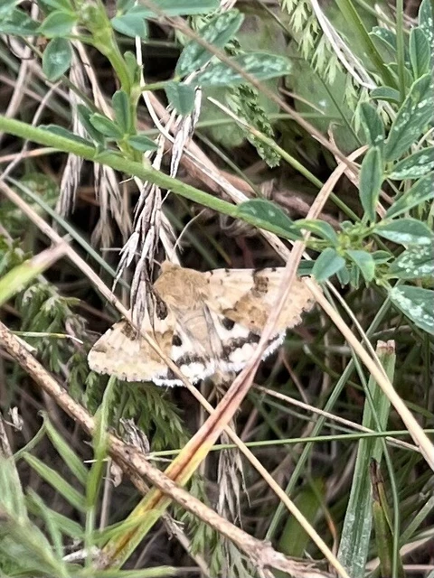 Heliothis adaucta - somkóróbagoly