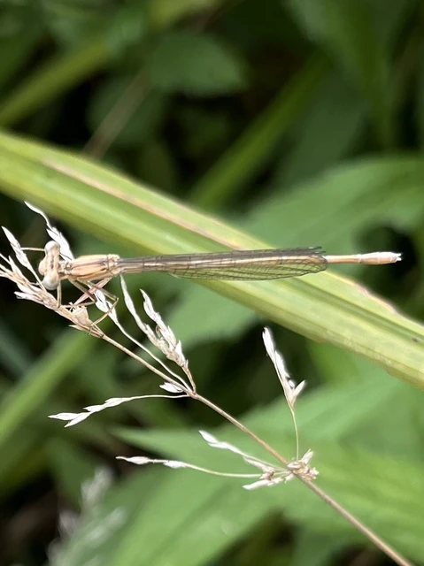 Platycnemis pennipes - széleslábú szitakötő