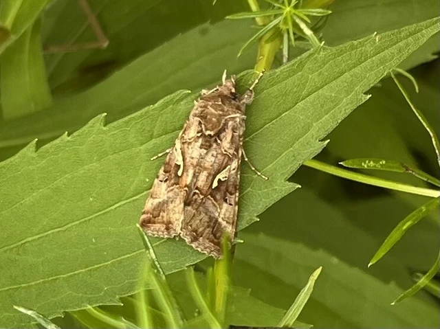 Autographa gamma - gammalepke