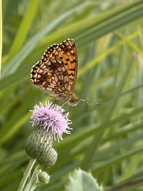 Boloria selene - fakó gyöngyházlepke