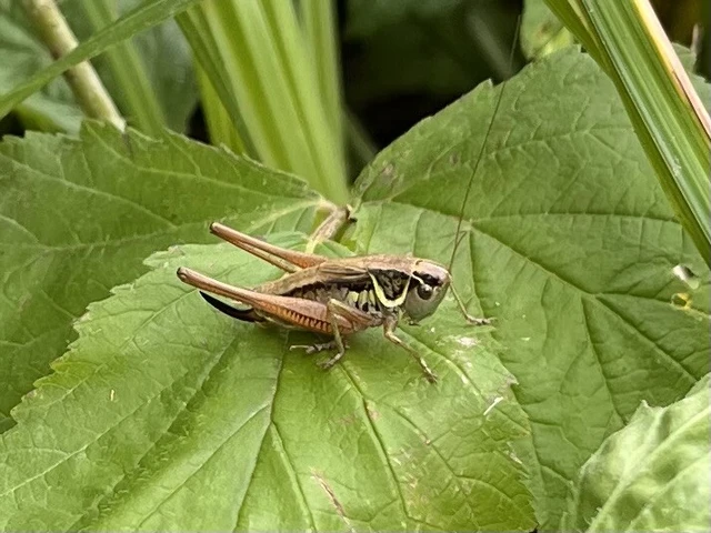 Roeseliana roeselii - Rösel-rétiszöcske