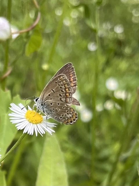 Polyommatus icarus - közönséges boglárka