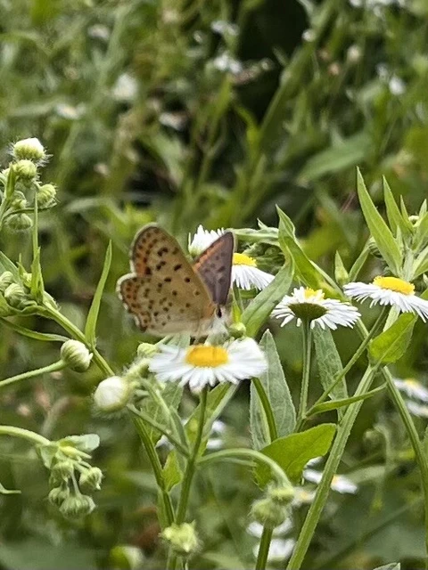 Lycaena tityrus - barna tűzlepke
