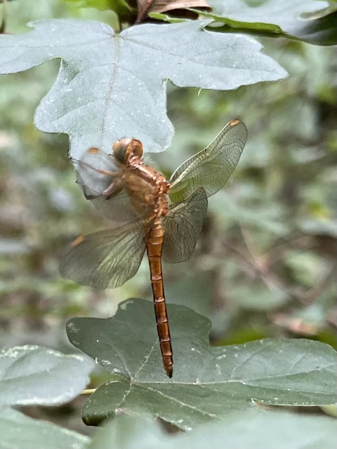 Orthetrum coerulescens - karcsú pásztorszitakötő