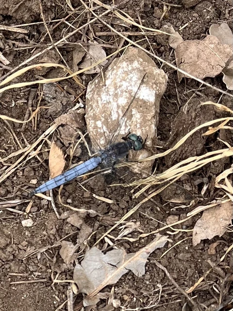 Orthetrum coerulescens - karcsú pásztorszitakötő