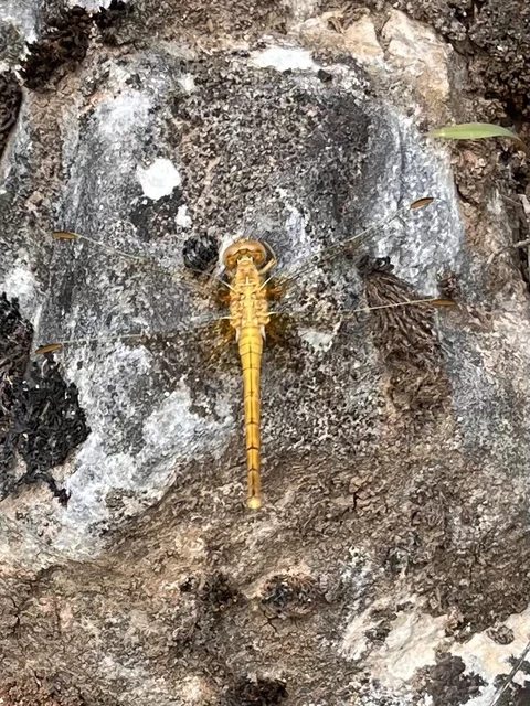Orthetrum coerulescens - karcsú pásztorszitakötő