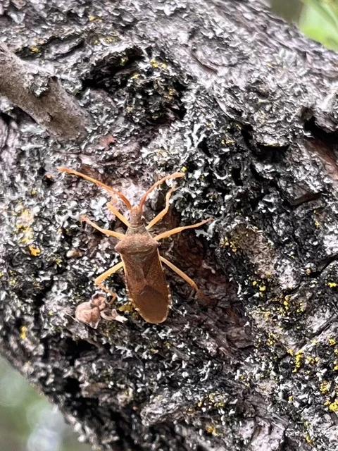 Gonocerus acuteangulatus - aranypetés karimáspoloska