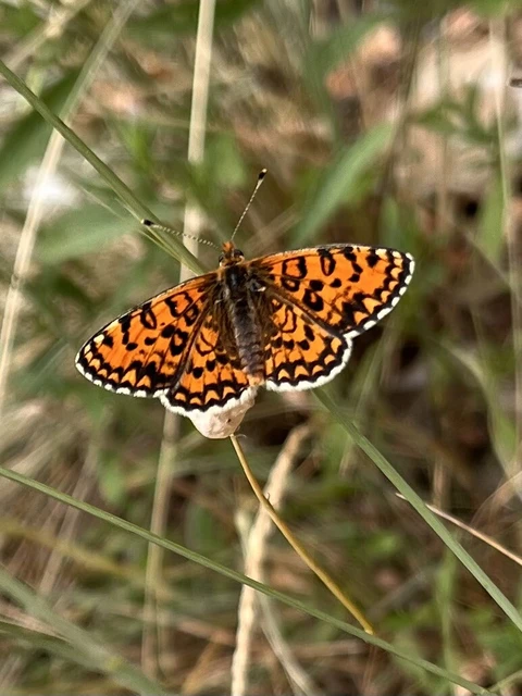 Melitaea trivia - kis tarkalepke