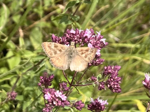 Erynnis tages - cigánylepke
