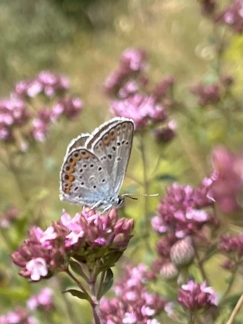 Plebejus argus - ezüstös boglárka