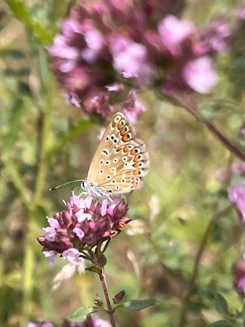 Polyommatus icarus - közönséges boglárka
