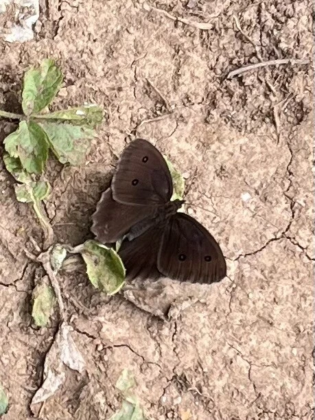 Minois dryas - fekete szemeslepke