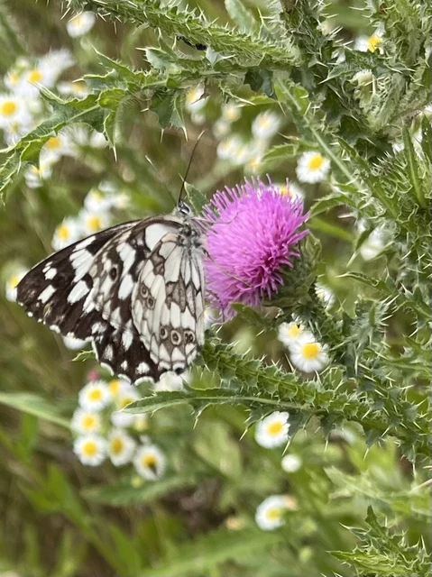 Melanargia galathea - sakktáblalepke