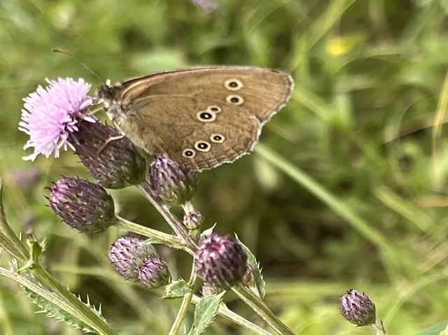 Aphantopus hyperanthus - közönséges ökörszemlepke