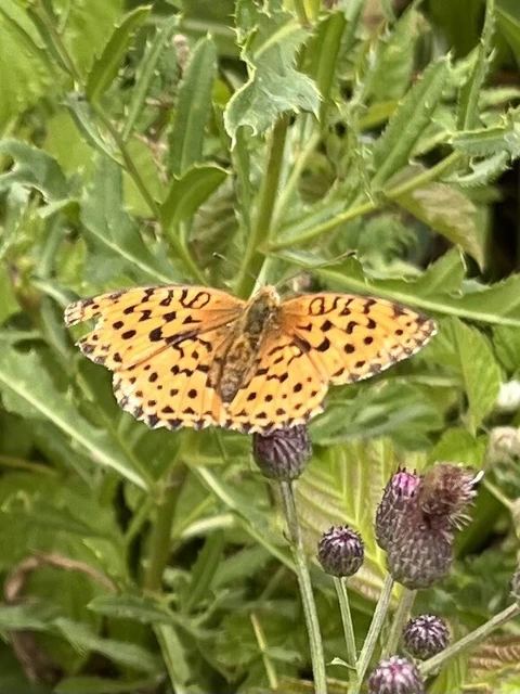 Brenthis daphne - málna-gyöngyházlepke