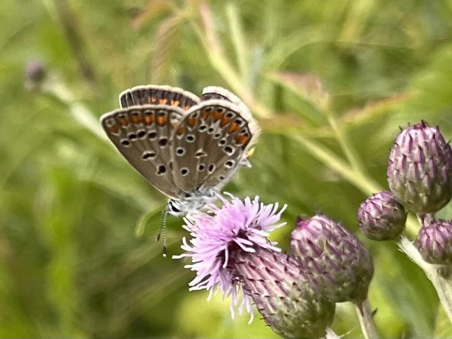 Polyommatus icarus - közönséges boglárka