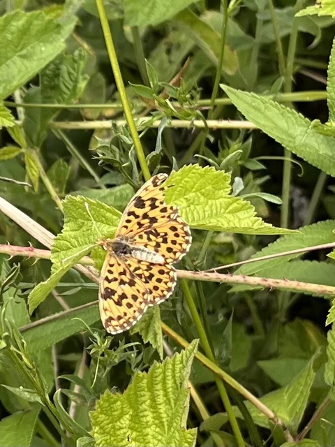 Boloria dia - kis gyöngyházlepke