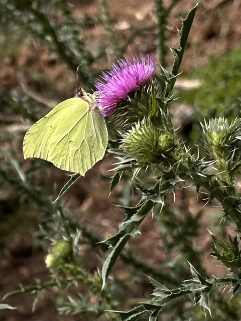 Gonepteryx rhamni - citromlepke