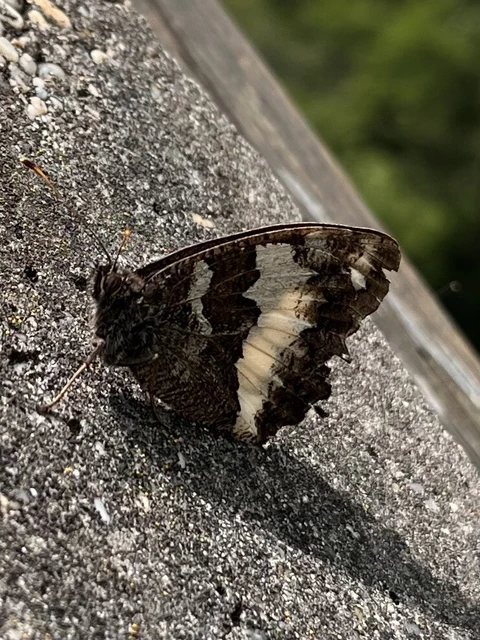 Brintesia circe - fehéröves szemeslepke