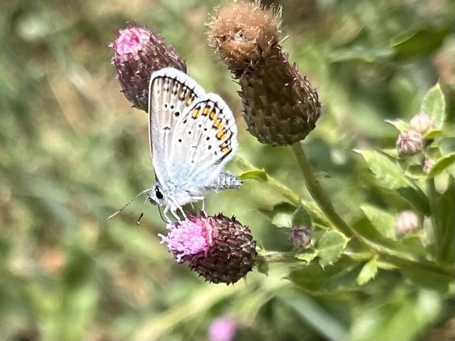 Plebejus argus - ezüstös boglárka